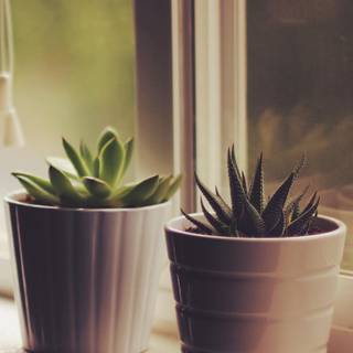 Potted plants wallpaper