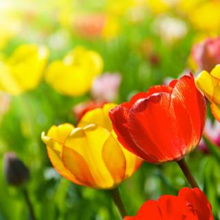 Bright spring wallpaper