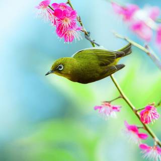 Bright spring wallpaper