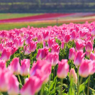 Bright spring wallpaper