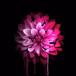 Apple flower wallpaper