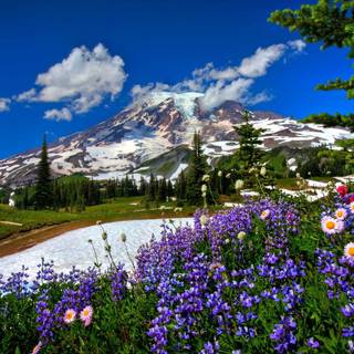 Mountain flowers wallpaper