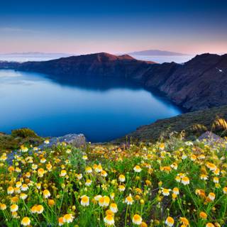 Mountain flowers wallpaper
