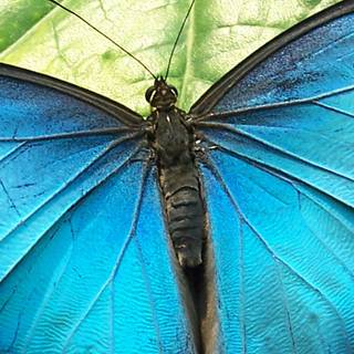 Morpho butterflies wallpaper