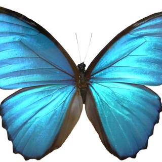 Morpho butterflies wallpaper