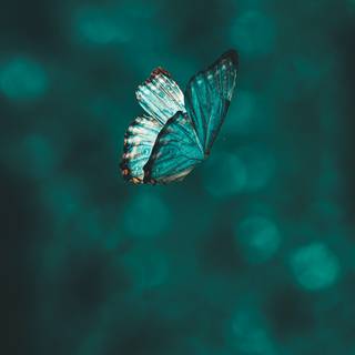 Morpho butterflies wallpaper