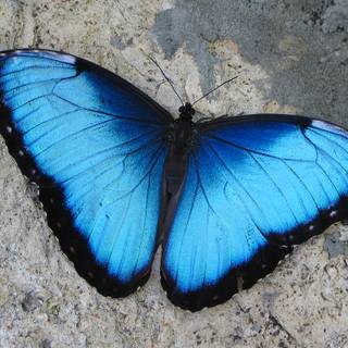 Morpho butterflies wallpaper