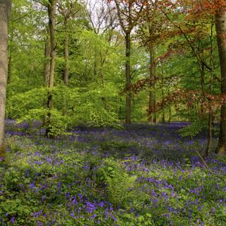 Spring jungle wallpaper