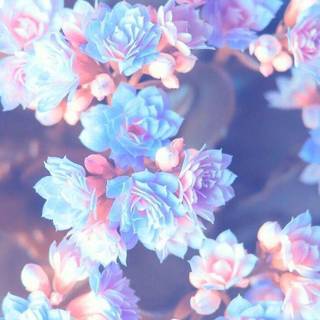 Aesthetic spring pink wallpaper