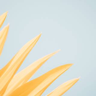 Aesthetic yellow computer wallpaper