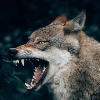 Wolf iPhone 12 Pro Max wallpaper