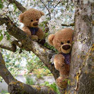 Spring bear wallpaper