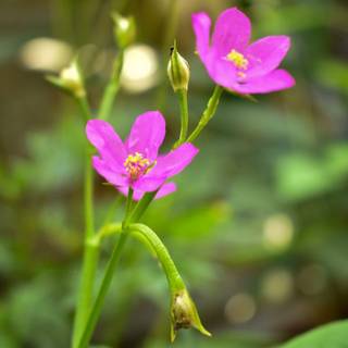 Flowers 4k nature mobile wallpaper