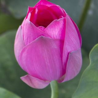 Flower bud wallpaper