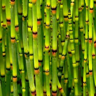 4k desktop bamboo wallpaper