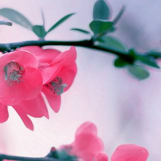 Spring 3840x1080 wallpaper