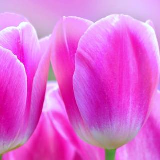 Spring 3840x1080 wallpaper