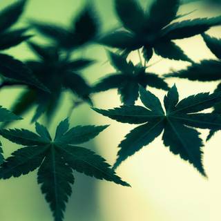 Cannabis leaf wallpaper