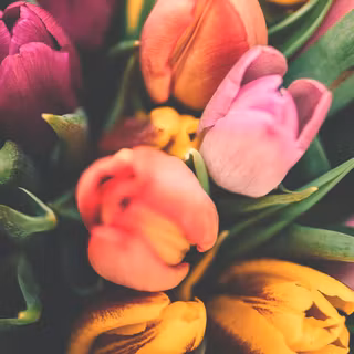 Early spring iPhone 12 wallpaper