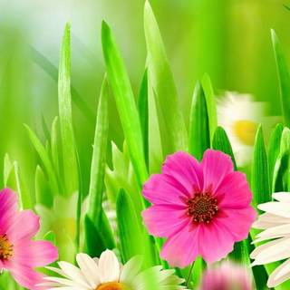 Spring with flowers wallpaper