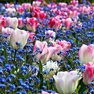 Spring with flowers wallpaper