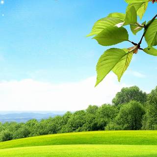 Green spring wallpaper