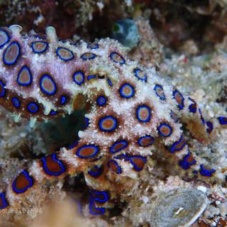 Blue-ringed octopus wallpaper