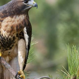 Red tailed hawk wallpaper