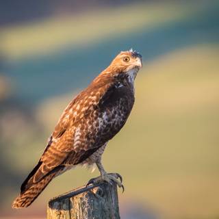 Red tailed hawk wallpaper