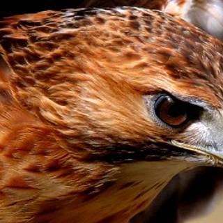 Red tailed hawk wallpaper