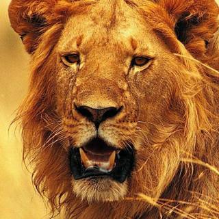 Lion iPhone 7 Plus wallpaper