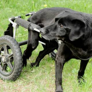 Dog on wheels wallpaper