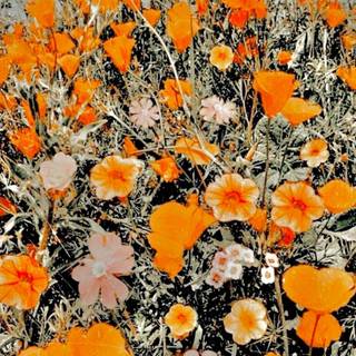 Cute spring flower collage wallpaper