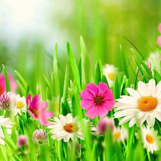 Flower spring desktop wallpaper