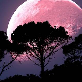 Moon and tree wallpaper