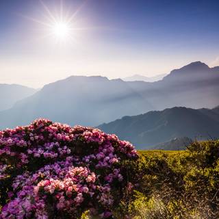 Spring sun mountain wallpaper