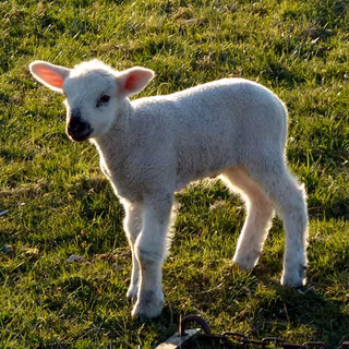 Baby lamb wallpaper