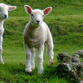 Baby lamb wallpaper