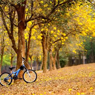 Spring bicycle wallpaper
