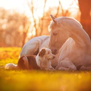 Funny cute horse wallpaper