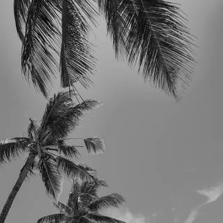 iPhone black and white wallpaper