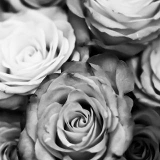 iPhone black and white wallpaper