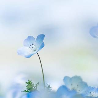 Light blue flowers wallpaper