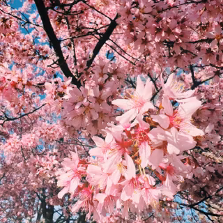 iPhone 13 spring season wallpaper