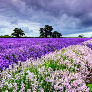 Spring Chromebook wallpaper