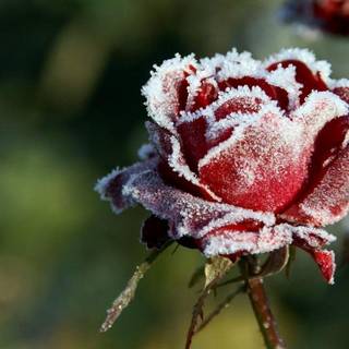 Frozen flowers wallpaper