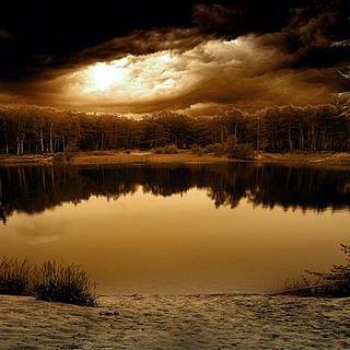 Brown nature wallpaper