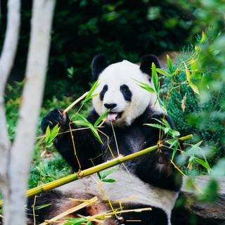 Cute panda phone wallpaper