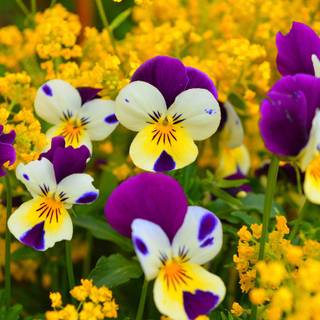 Pansies closeup wallpaper