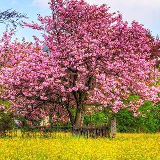 Nice spring computer wallpaper